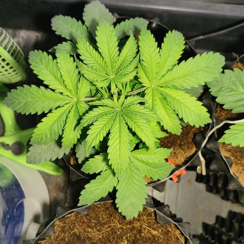 Sweet Amnesia Haze #3 growlog timeline photo
