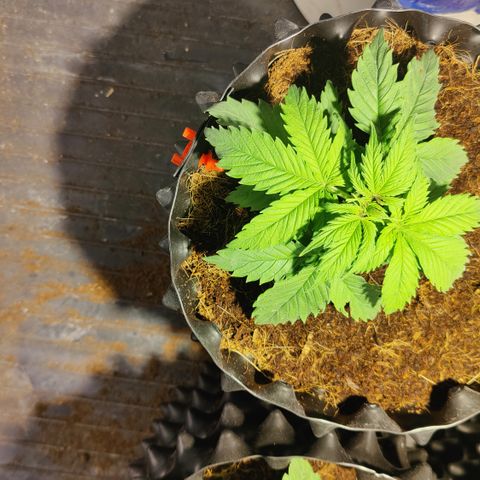 Sweet Amnesia Haze #3 growlog timeline photo