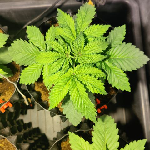 Sweet Amnesia Haze #3 growlog timeline photo