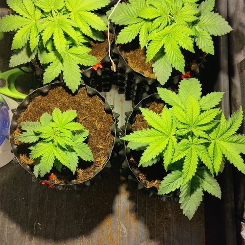 Sweet Amnesia Haze #3 growlog timeline photo