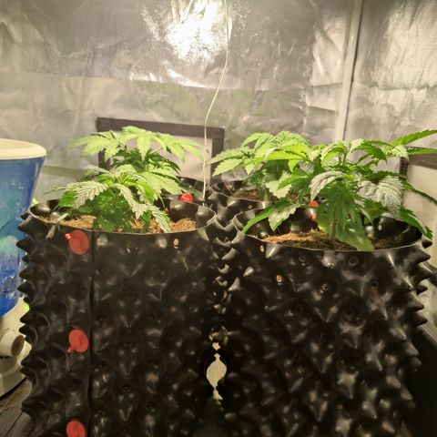 Sweet Amnesia Haze #3 growlog timeline photo