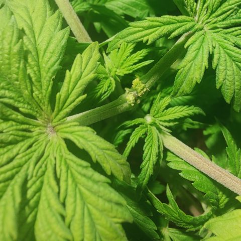 Sweet Amnesia Haze #3 growlog timeline photo
