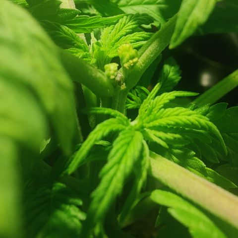 Sweet Amnesia Haze #3 growlog timeline photo