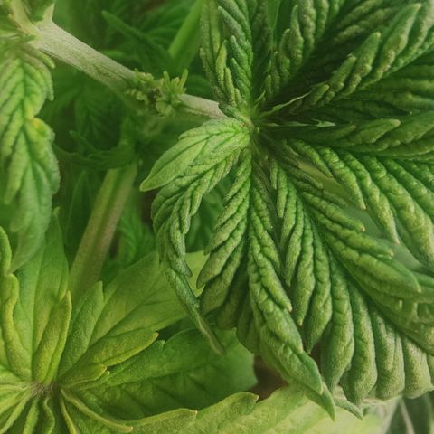 Sweet Amnesia Haze #2 growlog timeline photo