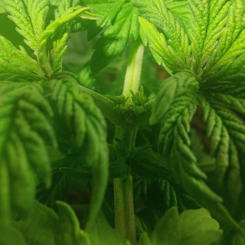 Sweet Amnesia Haze #2 growlog timeline photo