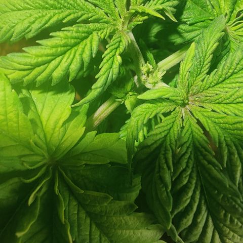 Sweet Amnesia Haze #2 growlog timeline photo