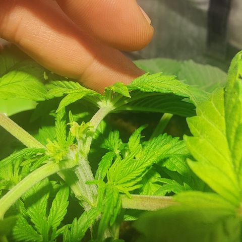 Sweet Amnesia Haze #1 growlog timeline photo