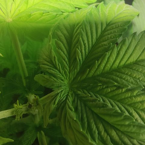 Sweet Amnesia Haze #1 growlog timeline photo