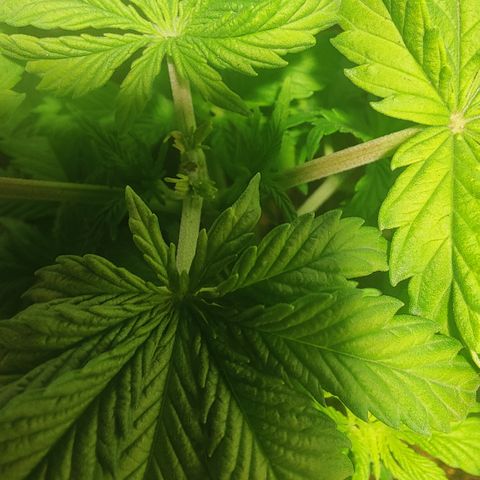 Sweet Amnesia Haze #1 growlog timeline photo