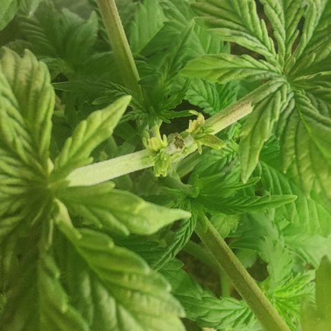 Sweet Amnesia Haze #1 growlog timeline photo