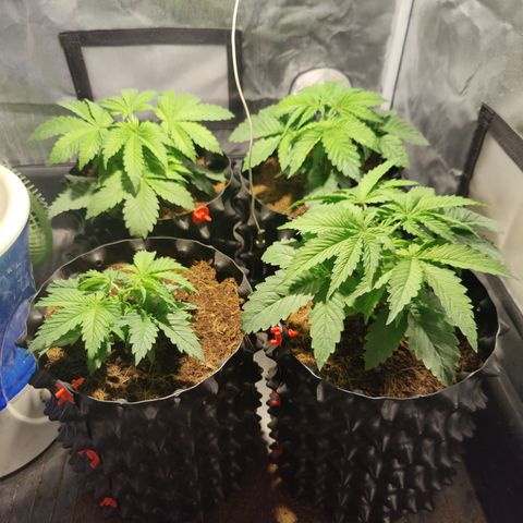 Sweet Amnesia Haze #3 growlog timeline photo