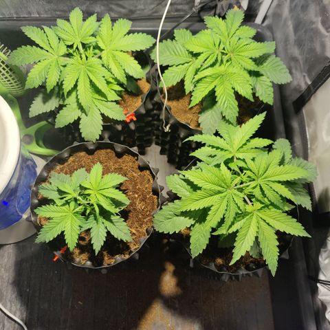 Sweet Amnesia Haze #3 growlog timeline photo