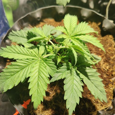 Sweet Amnesia Haze #4 growlog timeline photo