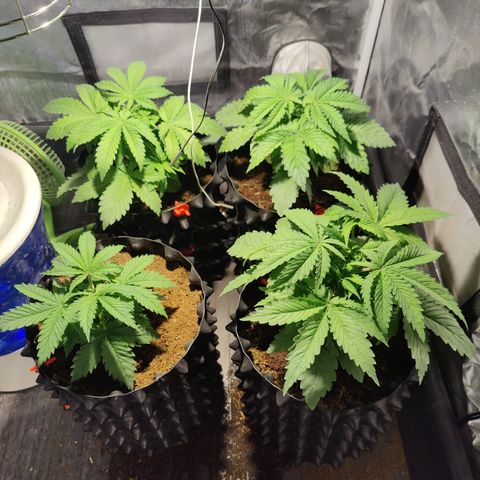 Sweet Amnesia Haze #3 growlog timeline photo