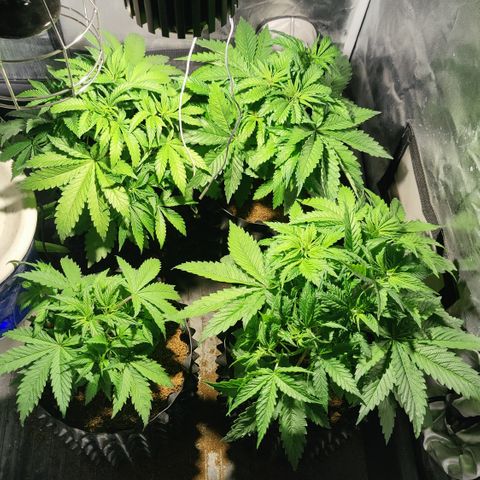 Sweet Amnesia Haze #3 growlog timeline photo
