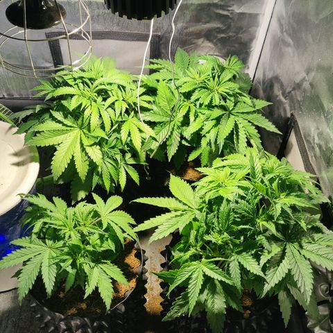 Sweet Amnesia Haze #3 growlog timeline photo