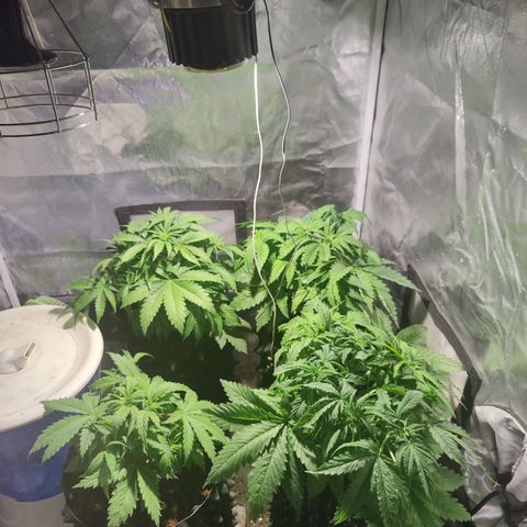 Sweet Amnesia Haze #3 growlog timeline photo