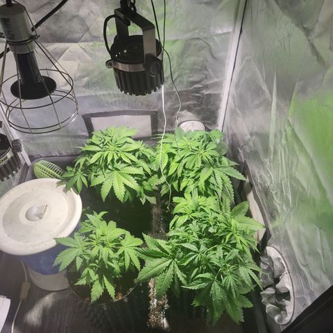 Sweet Amnesia Haze #3 growlog timeline photo