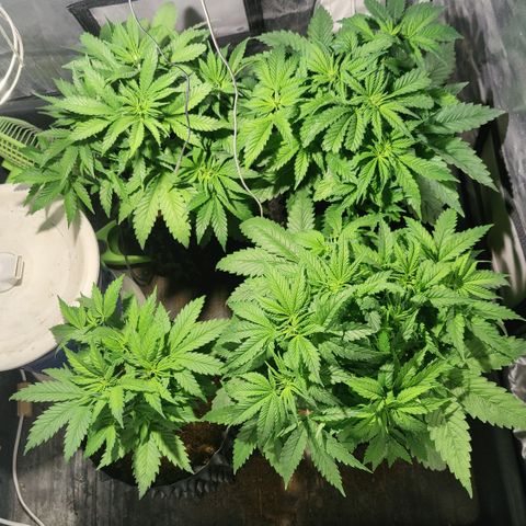 Sweet Amnesia Haze #3 growlog timeline photo