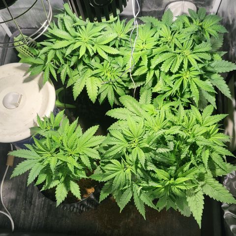 Sweet Amnesia Haze #3 growlog timeline photo