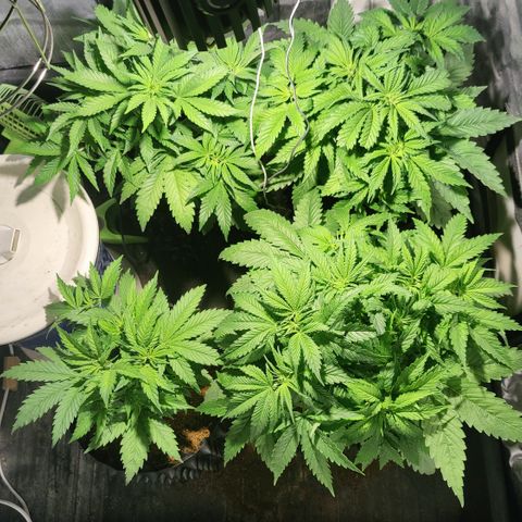 Sweet Amnesia Haze #3 growlog timeline photo