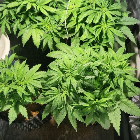 Sweet Amnesia Haze #3 growlog timeline photo