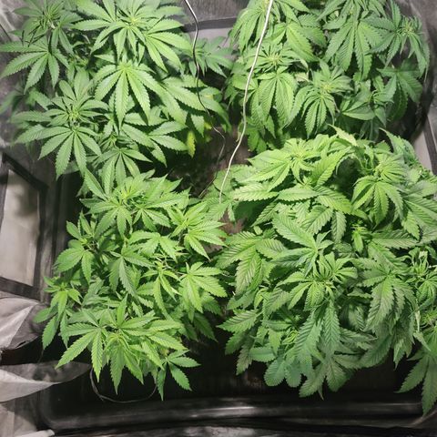 Sweet Amnesia Haze #3 growlog timeline photo