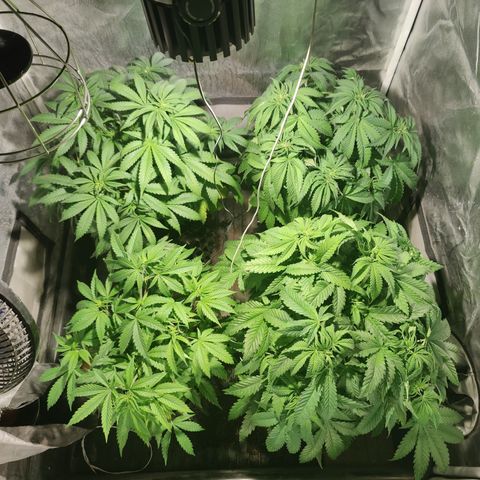 Sweet Amnesia Haze #3 growlog timeline photo