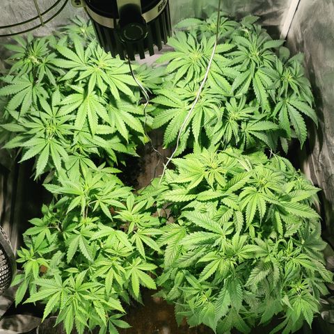 Sweet Amnesia Haze #3 growlog timeline photo