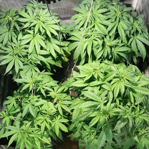 Sweet Amnesia Haze #3 growlog timeline photo