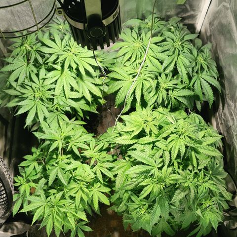 Sweet Amnesia Haze #3 growlog timeline photo