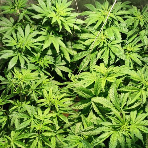 Sweet Amnesia Haze #3 growlog timeline photo