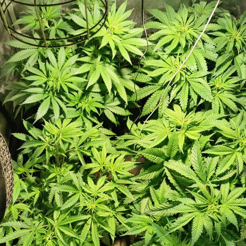 Sweet Amnesia Haze #3 growlog timeline photo