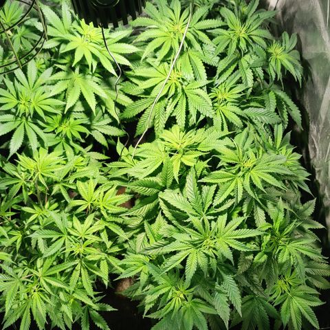 Sweet Amnesia Haze #3 growlog timeline photo