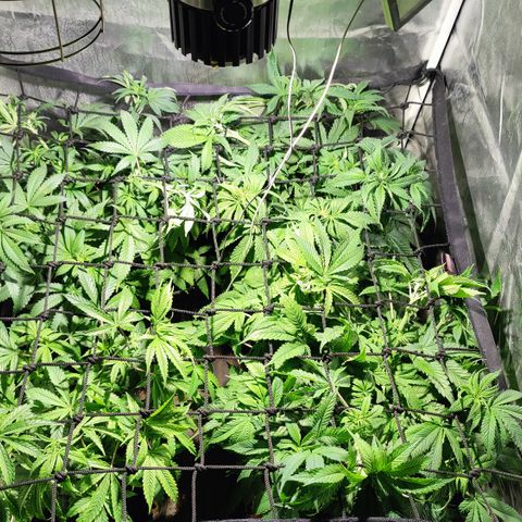 Sweet Amnesia Haze #3 growlog photo: Malla scrog 
