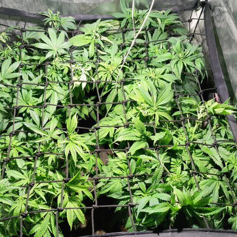 Sweet Amnesia Haze #3 growlog photo: Malla scrog 