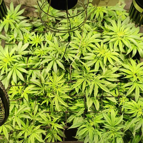 Sweet Amnesia Haze #3 growlog timeline photo