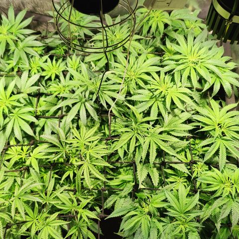 Sweet Amnesia Haze #3 growlog timeline photo