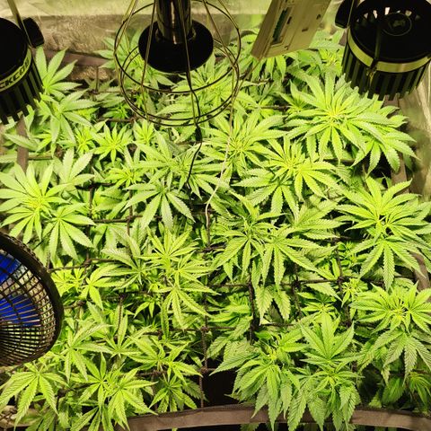 Sweet Amnesia Haze #3 growlog timeline photo