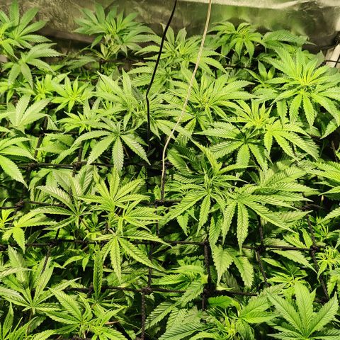 Sweet Amnesia Haze #3 growlog timeline photo