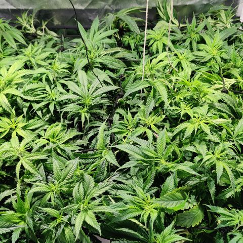 Sweet Amnesia Haze #3 growlog timeline photo