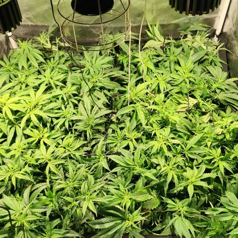 Sweet Amnesia Haze #3 growlog timeline photo