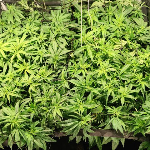 Sweet Amnesia Haze #3 growlog timeline photo