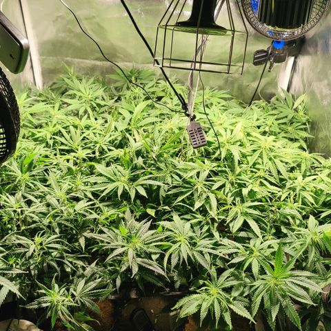 Sweet Amnesia Haze #3 growlog photo: Flora 3er día 