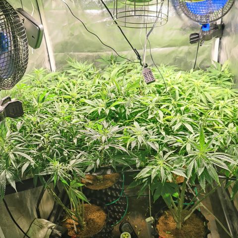 Sweet Amnesia Haze #3 growlog photo: Flora 3er día 