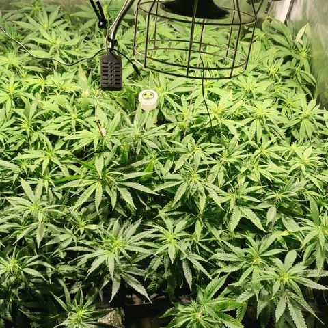 Sweet Amnesia Haze #3 growlog timeline photo