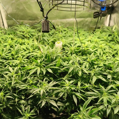 Sweet Amnesia Haze #3 growlog timeline photo