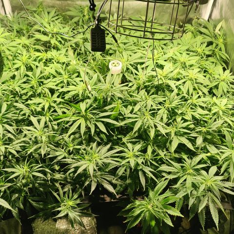 Sweet Amnesia Haze #3 growlog timeline photo