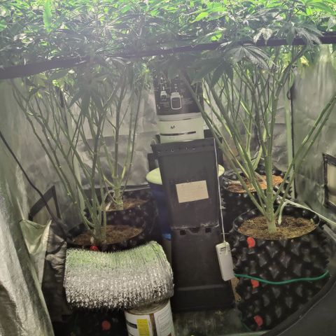 Sweet Amnesia Haze #3 growlog photo: Día 10 Flora 