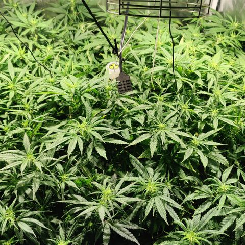 Sweet Amnesia Haze #3 growlog photo: Día 10 Flora 